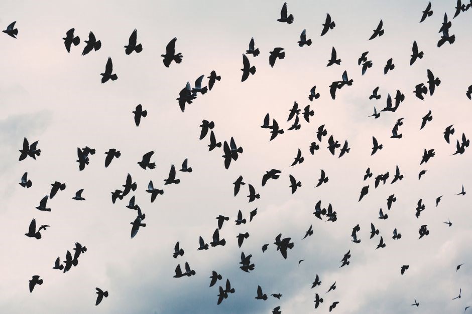 bird by bird anne lamott pdf